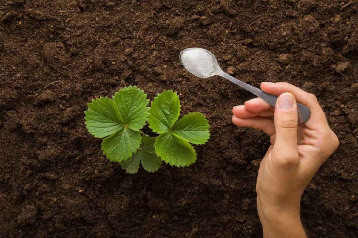 A tablespoon under each plant for giant strawberries