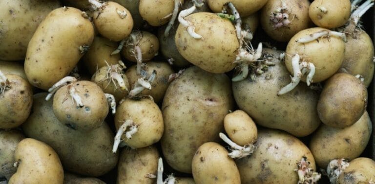How to store potatoes to prevent sprouting