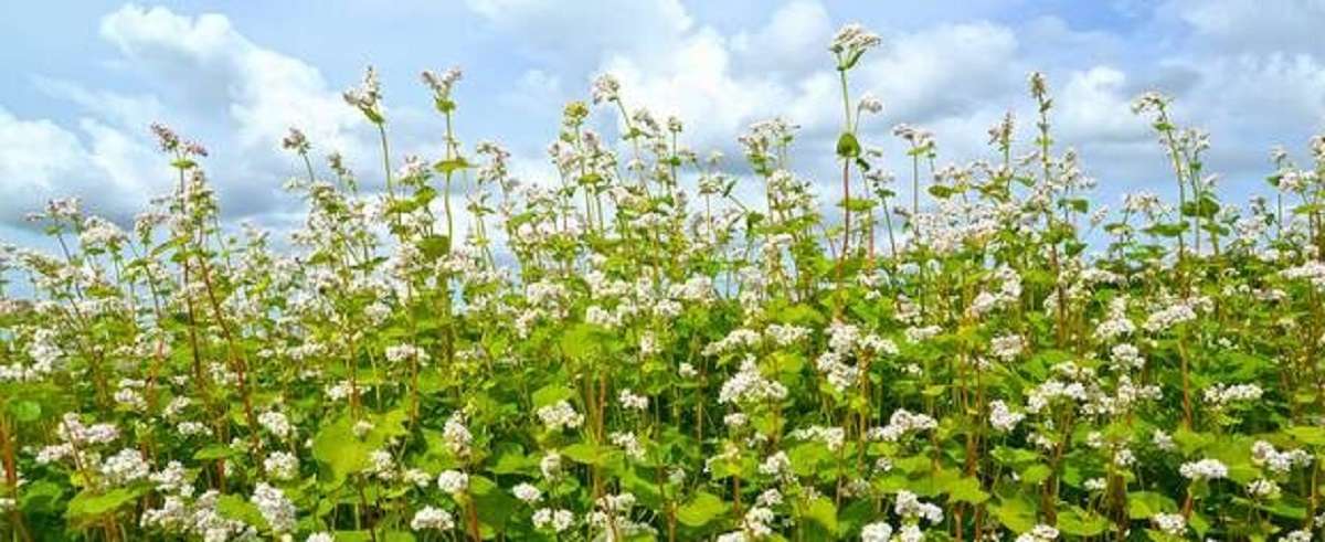 Once considered a poor man’s dish