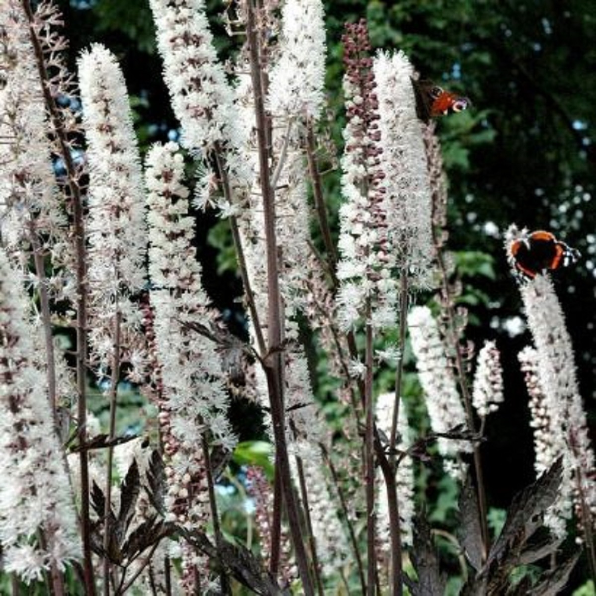 The smells mosquitoes hate most