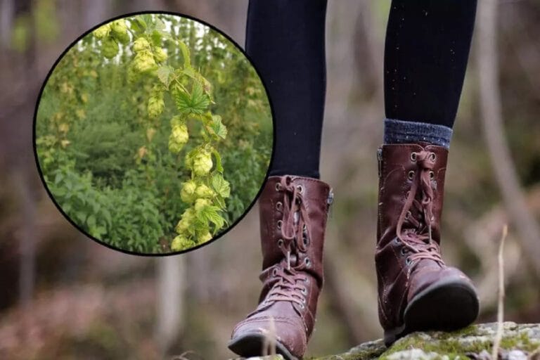 These wild mushrooms