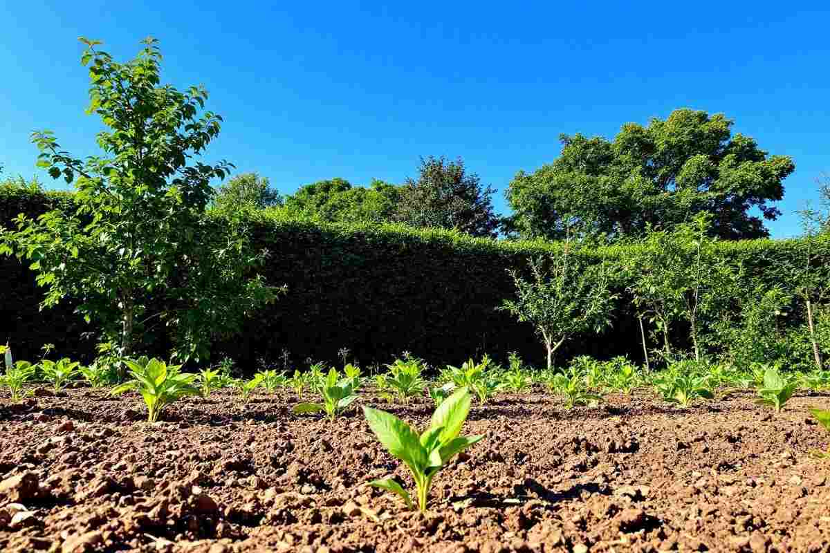 August garden hacks that can already boost next year’s harvest