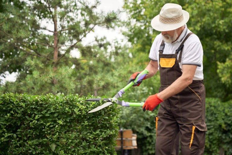 It’s hedge trimming time so follow our step-by-step guide for perfect results