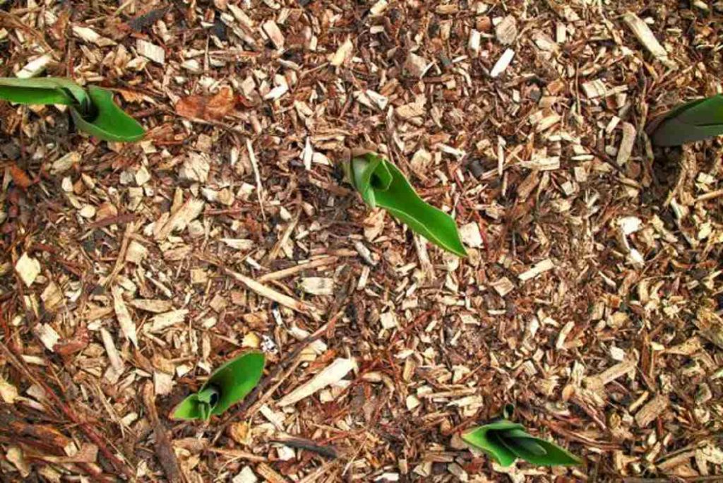 Now’s the perfect time to plant your winter vegetables