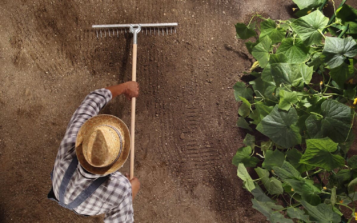 Summer is ending and now’s the perfect time to plant your winter vegetables
