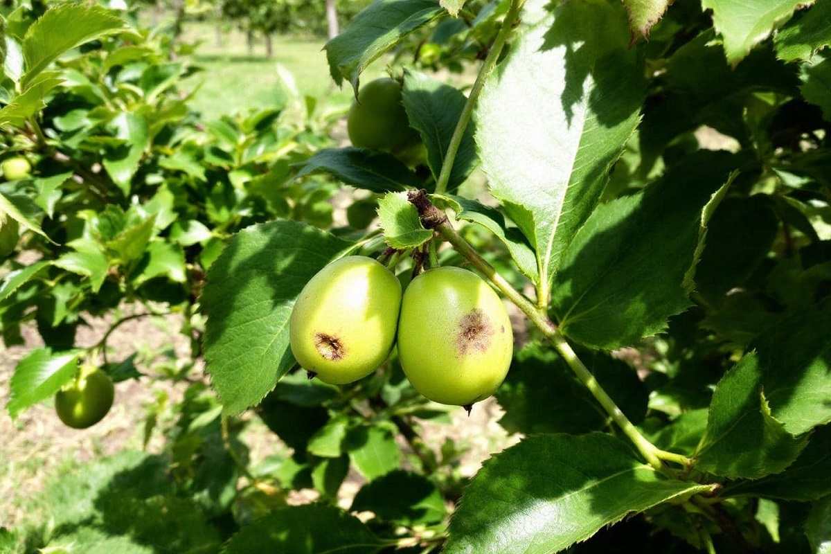 These late-summer moves will supercharge your fruit tree harvest next year-compressed