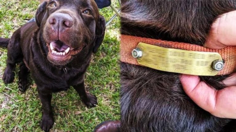 They cared for a stray dog until one day they read its collar tag