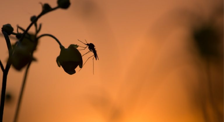 This anti-mosquito plant will protect you all summer