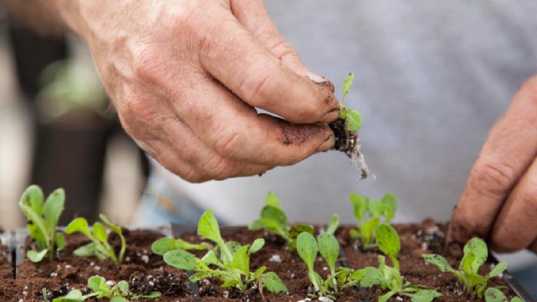Why planting now is the secret to keeping your vegetable patch going through winter